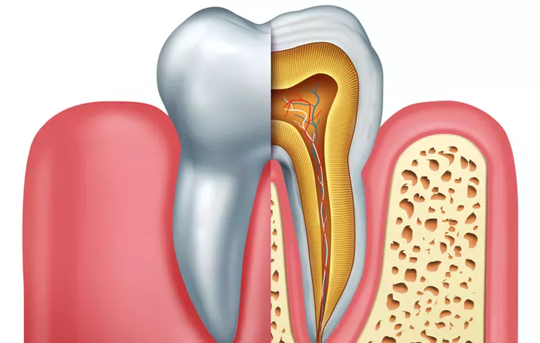Wnętrze zęba